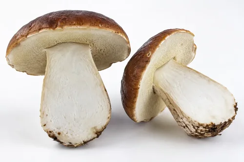 Pa Lliw ddylai Madarch Porcini Fod?