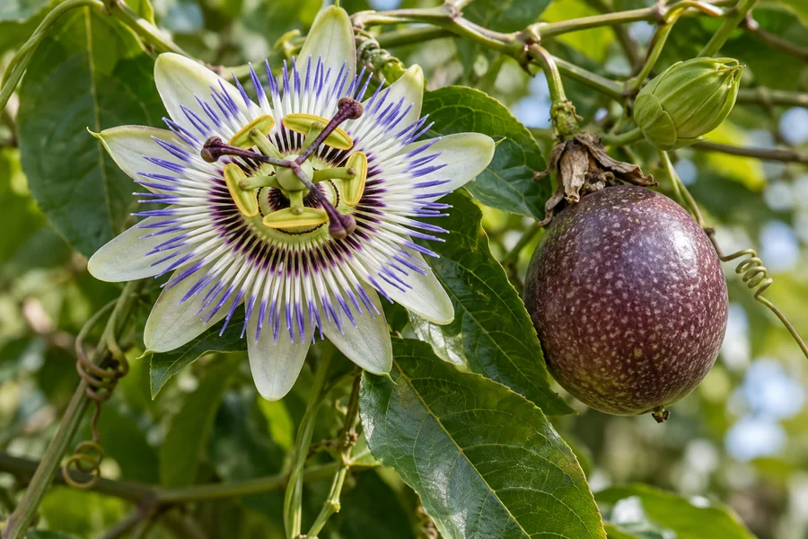 Botanical passionflower on vine with a developing purple passion fruit