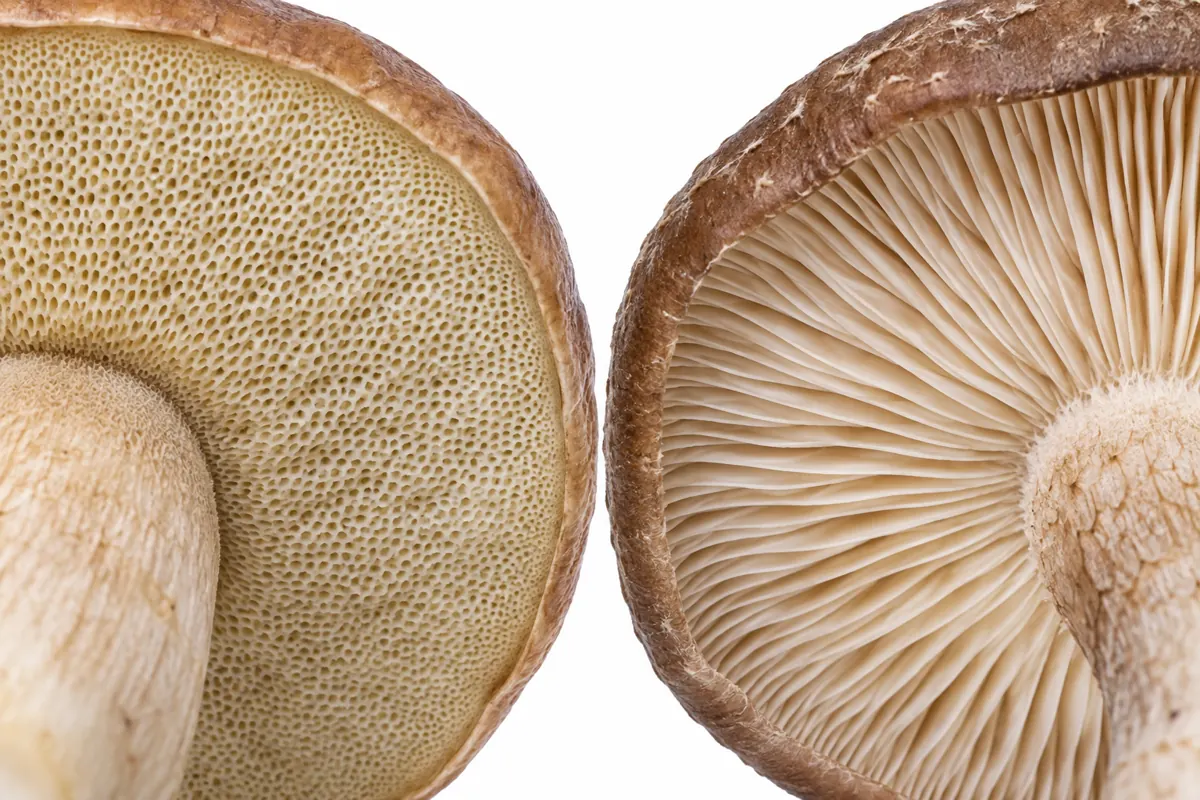 Are porcini and shiitake the same mushroom?