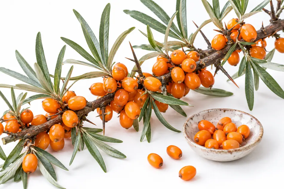 Edible sea buckthorn